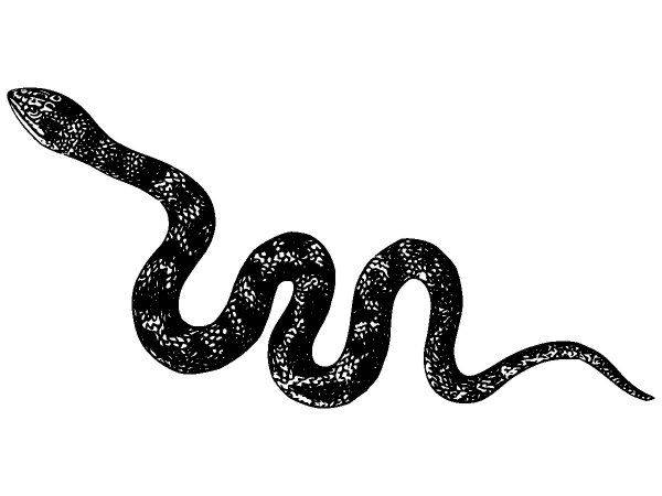 Животные 3842