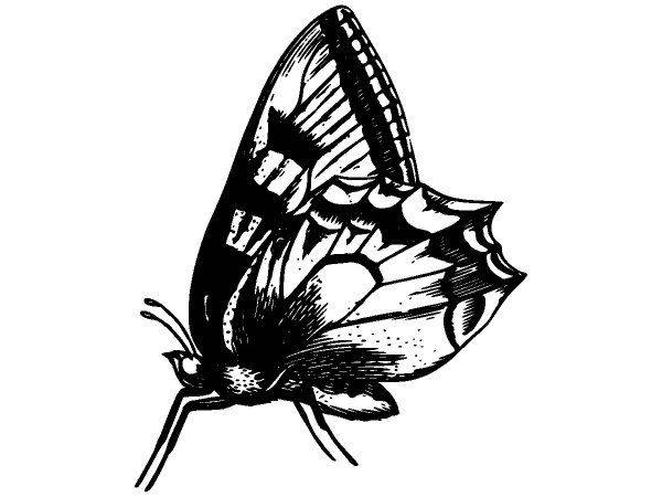 Животные 3961