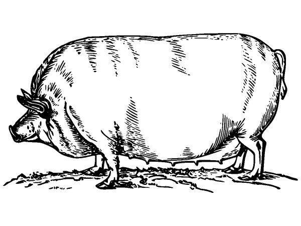 Животные 2773