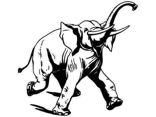 Животные 2762