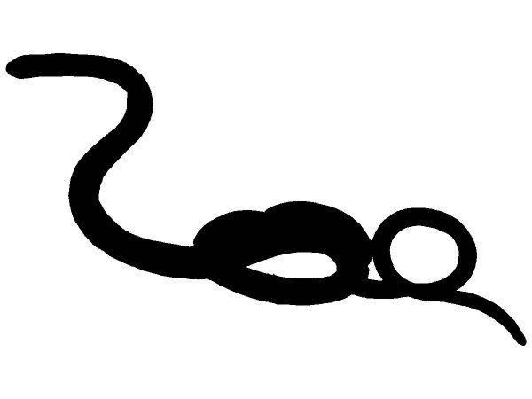 Животные 2860