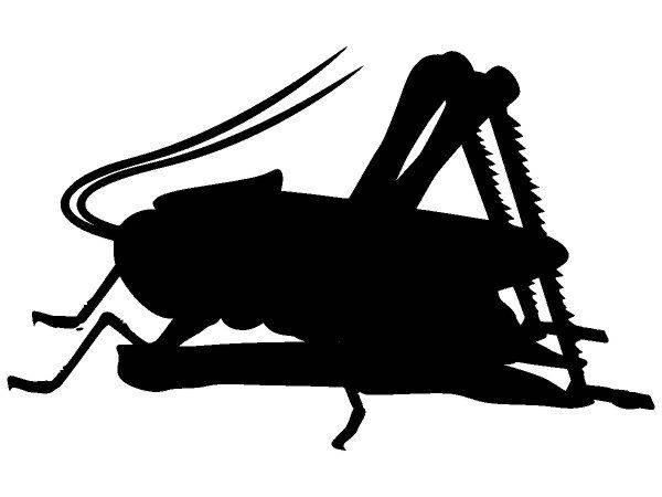 Животные 2528