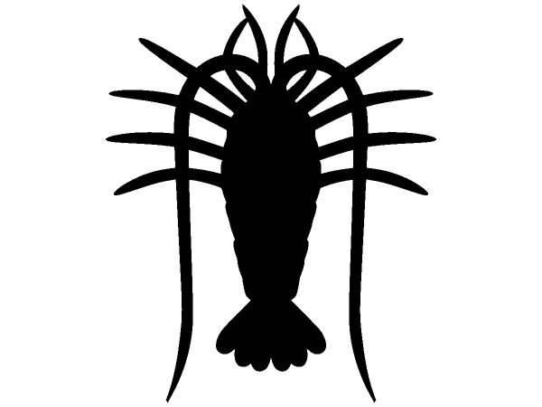 Животные 1243