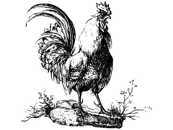 Животные 2619