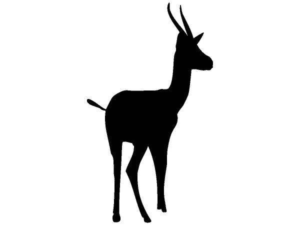 Животные 707 Животные 707