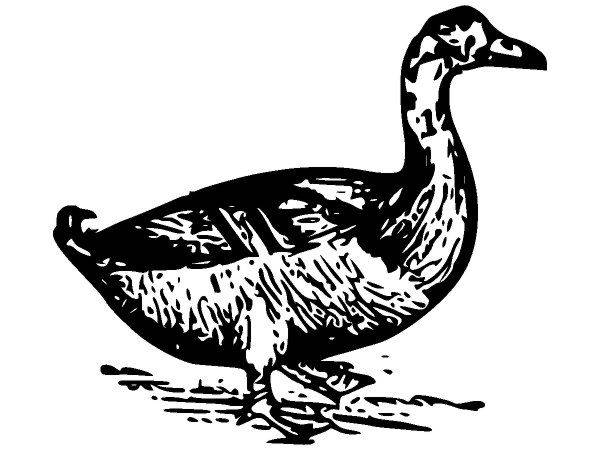 Животные 1149