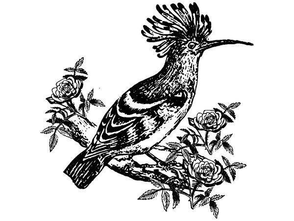 Животные 1446