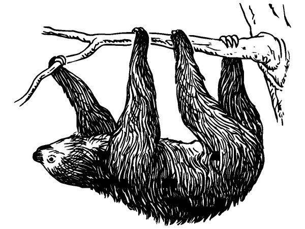 Животные 1119