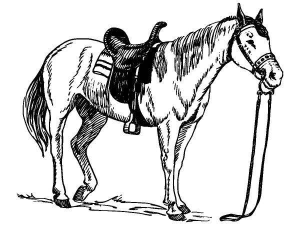 Животные 1086