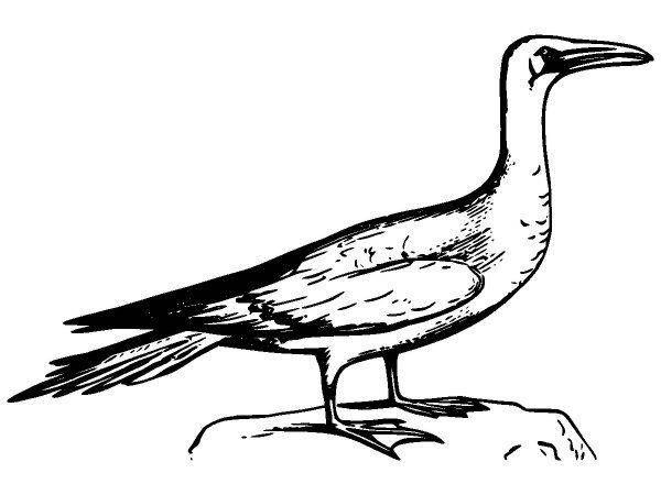 Животные 2949 Животные 2949