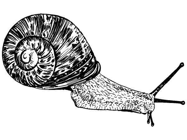 Животные 3789 Животные 3789