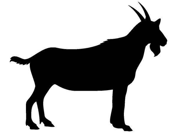 Животные 305 Животные 305