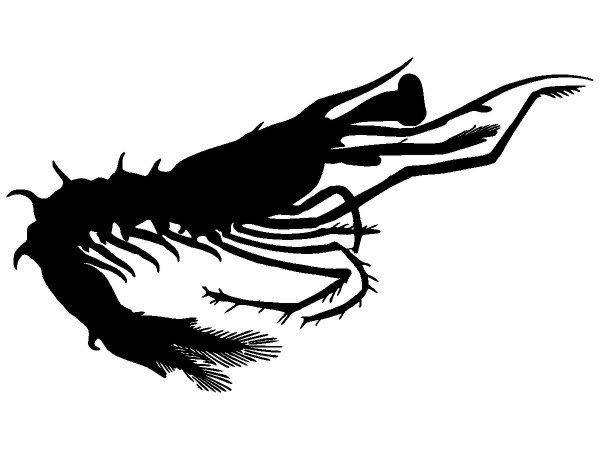 Животные 2753