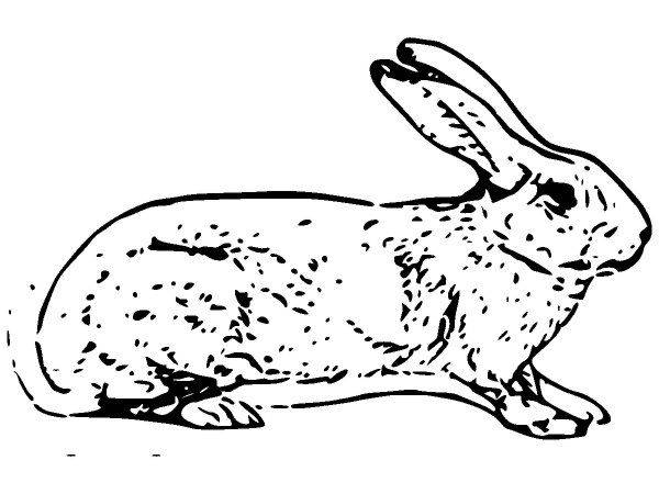 Животные 1146