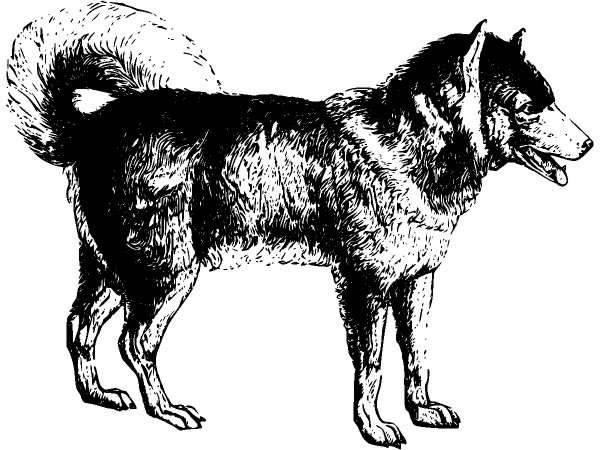 Животные 957