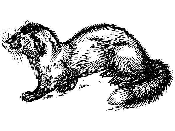 Животные 1085