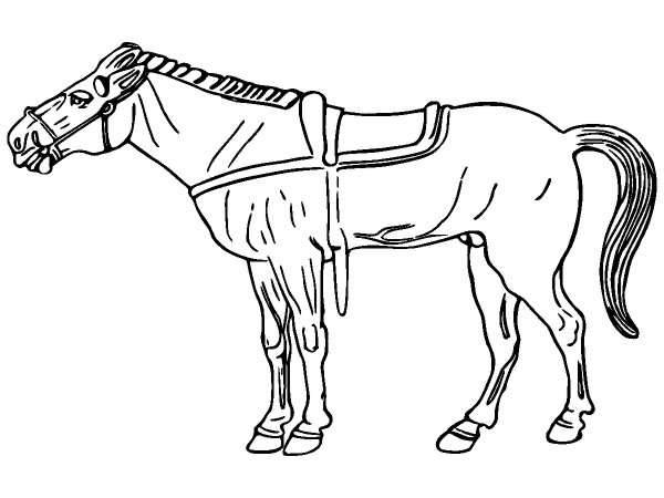 Животные 1302