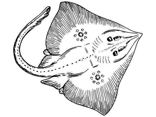 Животные 3818 Животные 3818