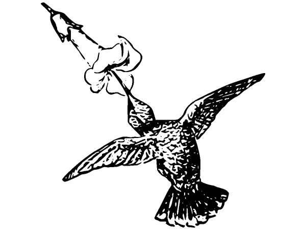 Животные 938