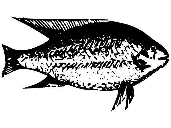 Животные 2670 Животные 2670