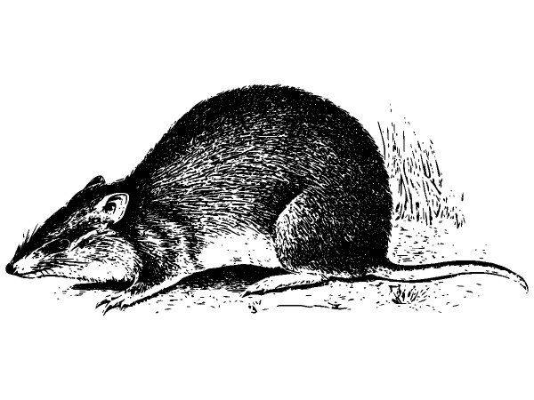 Животные 2586