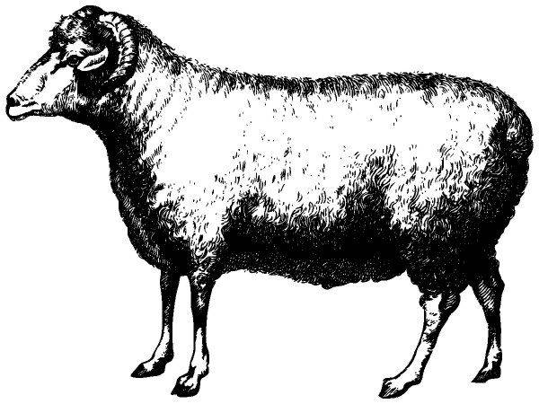 Животные 2824