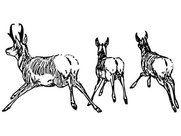 Животные 298