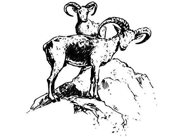 Животные 2650