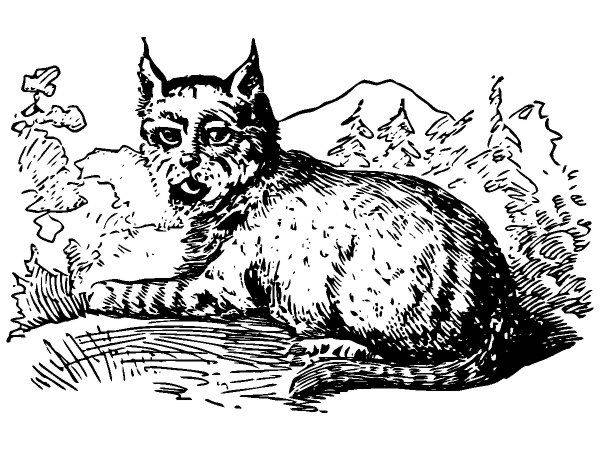 Животные 532