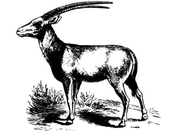 Животные 993