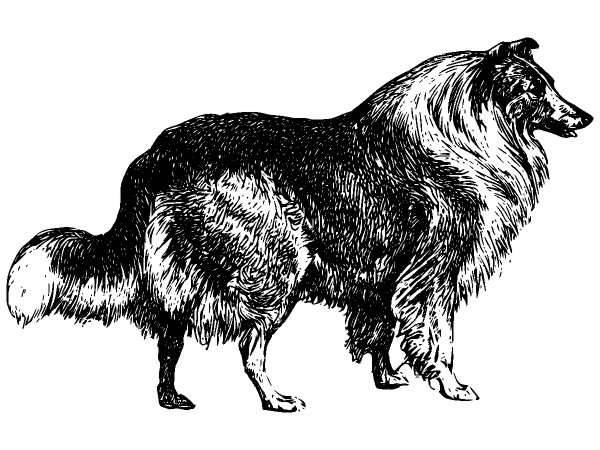 Животные 999