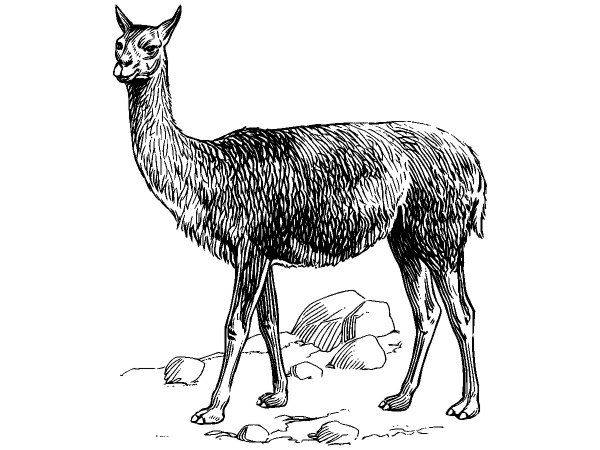 Животные 3820 Животные 3820