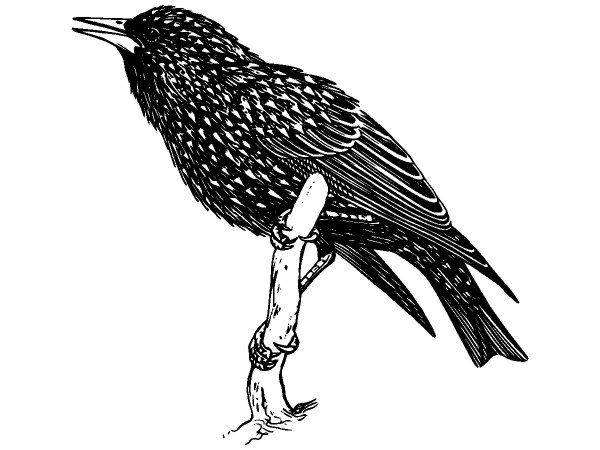 Животные 1127