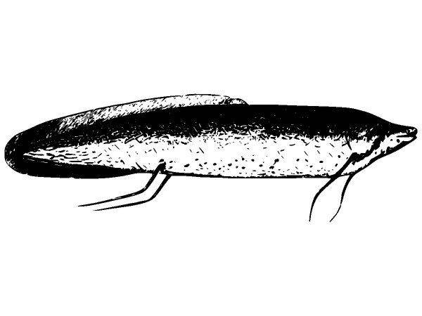 Животные 2668 Животные 2668