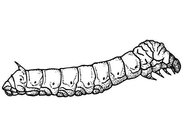 Животные 3819 Животные 3819