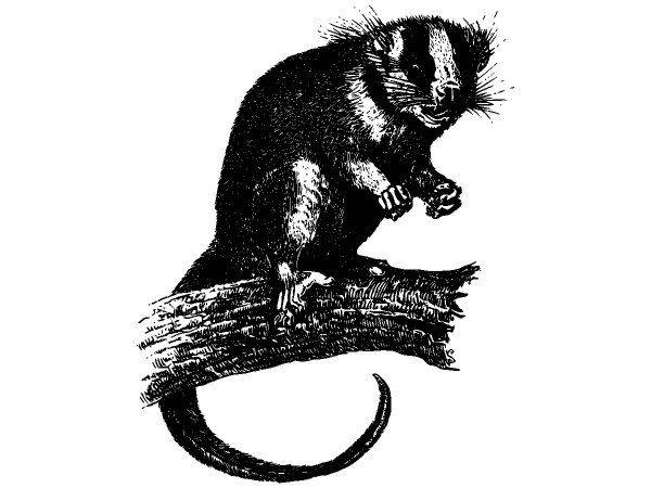 Животные 2818 Животные 2818