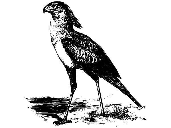 Животные 905