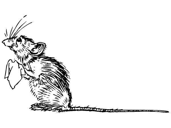 Животные 478