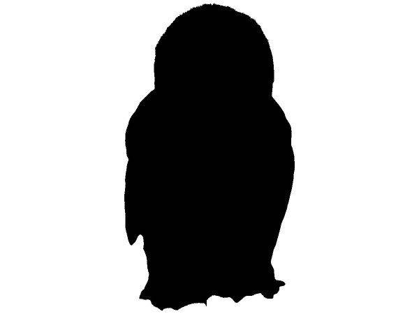 Животные 2338