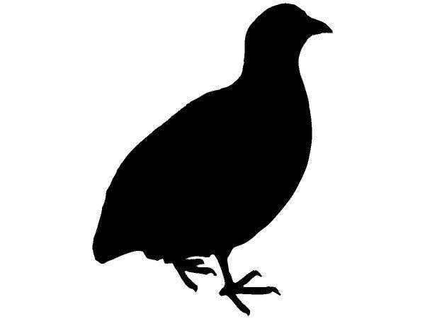 Животные 2798