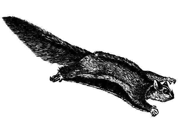 Животные 2988 Животные 2988