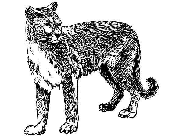 Животные 344