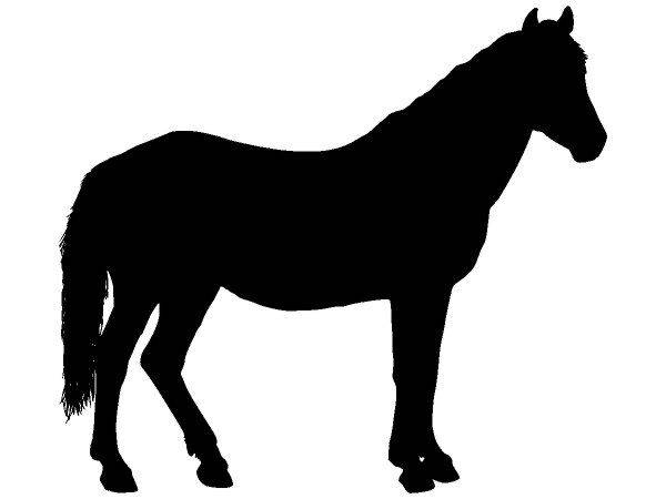 Животные 3936