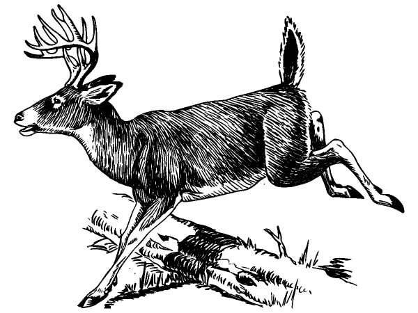 Животные 353