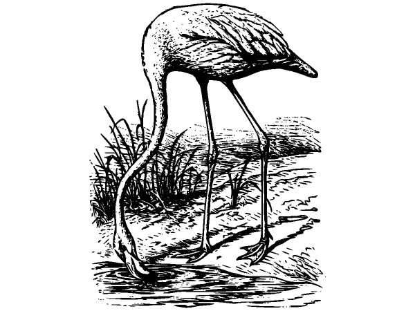 Животные 911