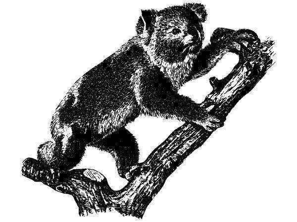 Животные 2792