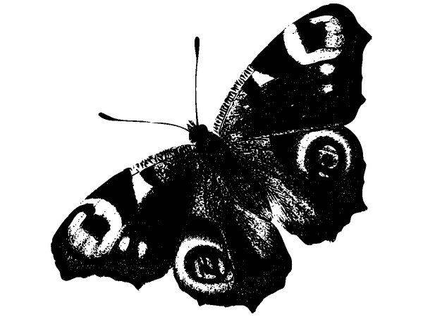 Животные 2708