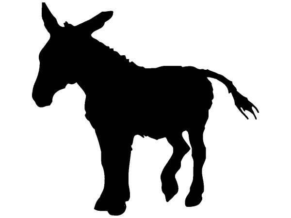 Животные 247