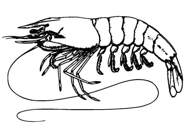 Животные 1304