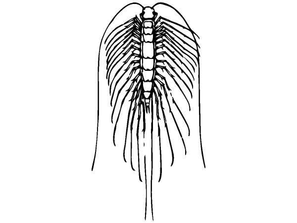 Животные 849